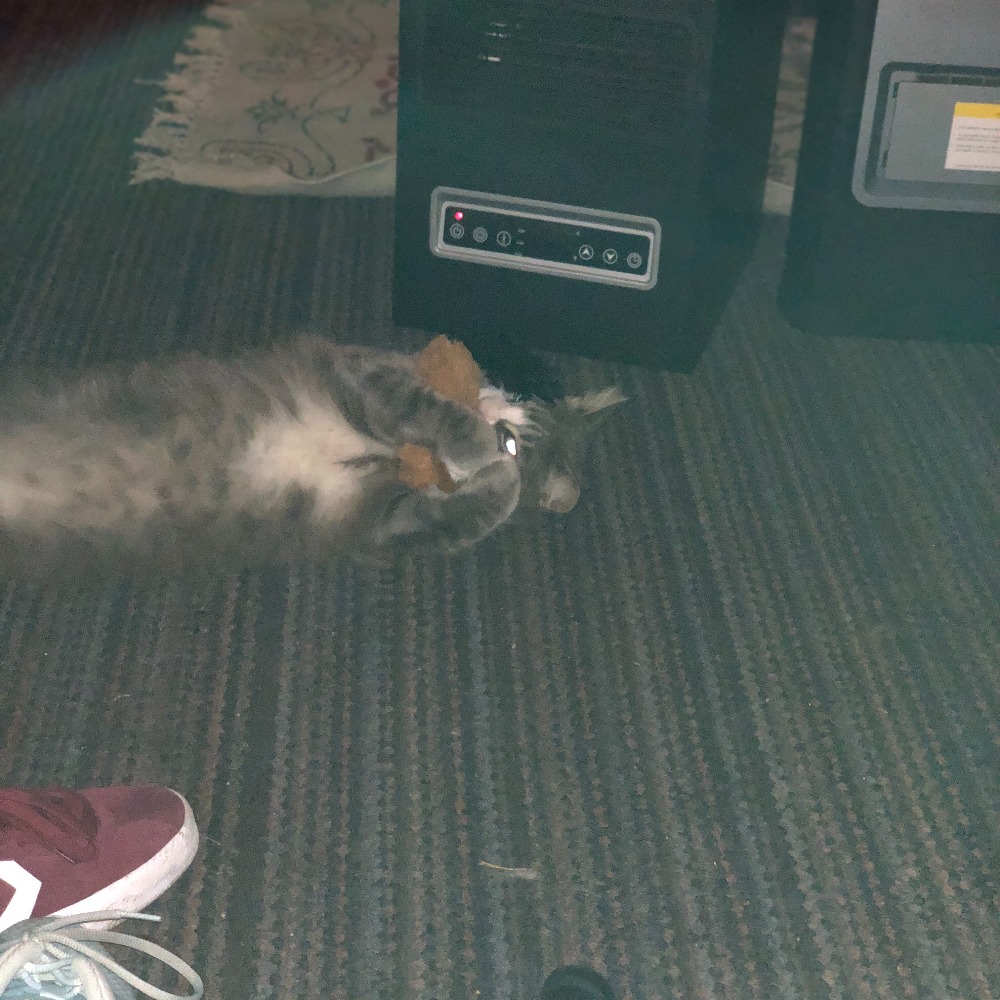 Meet your Posher, Laura